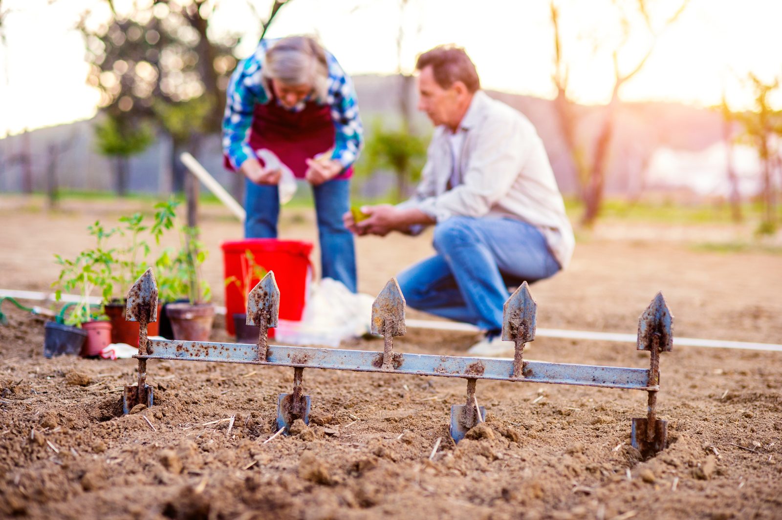 Tunis Community Garden Transforms Vacant Lot Into Thriving Urban Farm